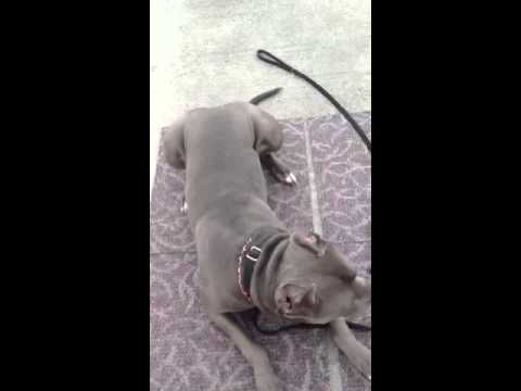 dominoes rules dominoes rules