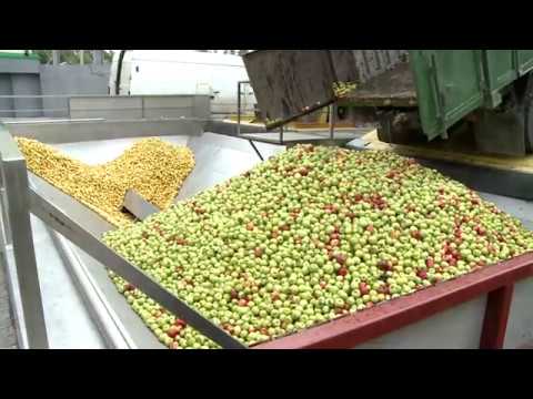 Preşedintele Moldovei s-a familiarizat cu activitatea a trei întreprinderi din raionul Edineț