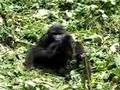 Baby gorillas playing, Bwindi, Uganda