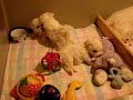 Bichon nap time!