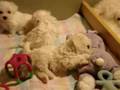 Bichon nap time!