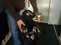 Golf clubs for sale