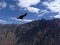 Condors of Peru