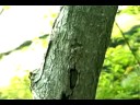 poem video re-edited