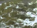 Salmon goes home to the Baltic sea