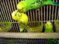 one day of homo-sexual budgies' cage