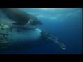 DELFINE UND WALE 3D: NOMADEN DER MEERE - IMAX -