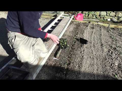 how to transplant beetroot seedlings