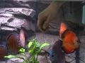 Discus Feeding 2!