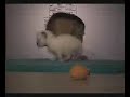 Birman babies
