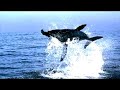 Earth Trailer - Out now in cinemas from Lionsgate Earth Trailer - Out now in cinemas from Lionsgate