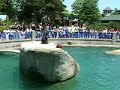 Sea Lion Kansas City Zoo Sea Lion Kansas City Zoo
