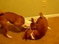 Basenji video