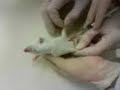 rato fenobarbitol