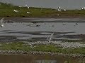 Common tern with fish, flight action of two terns Common tern with fish, flight action of two terns