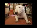 BULL TERRIER KLARK\