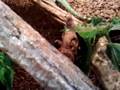 Basilisk Plumifrons Bath time