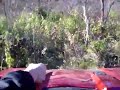 Tree Climbing Polaris Ranger