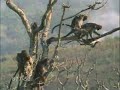 Forumti Video (Dengesiz Maymun)