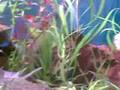 micks discus tank