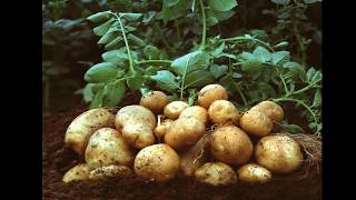 আলুর নাবি ধ্বসা রোগ/ late blight potato