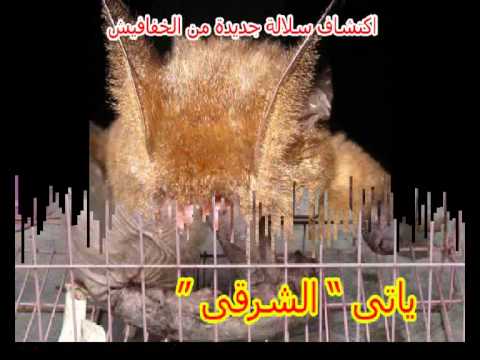 نساء وحيوانات