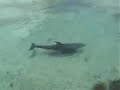 Dolphin at the InterContinental Moorea Dolphin Center