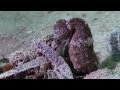 Endangered Seahorses - Oceans - BBC