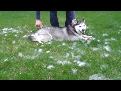 siberian husky