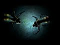 Menomena - Evil Bee