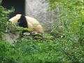 panda porn
