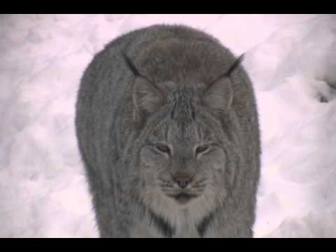 LYNX - The Canadian lynx is also related to the Eurasian (Siberian) lynx, the critically endangered Iberian lynx and the bobcat. They are a medium sized feline and ...