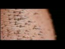 Growing Up with Feathers The trailer