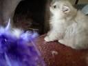 Aaralyn Burmillas - Lotus kittens week 8 vid 3