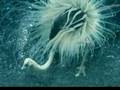 videos de Future Animals.avi