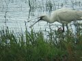 spoonbill at old moor yorkshire spoonbill at old moor yorkshire