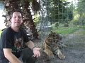 tiger   amazing predator *why cant we save the tiger?