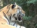 tiger   amazing predator *why cant we save the tiger?