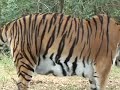 tiger   amazing predator *why cant we save the tiger?
