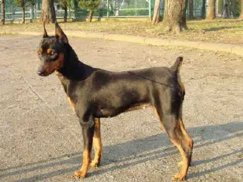 Minature Pinscher, Minature Pinschers and More Minature Pinschers