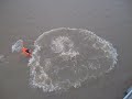 Fds no rio Negro.avi