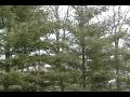 videos de Part 6 from June 2007 thunder storm