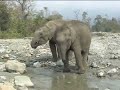 IFAW IFAW