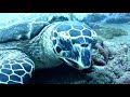 Turtle: http://t.co/8xaNsFnZ6c via @YouTube