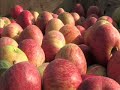 Ma�� de Alcoba�a - Fruta Viva - Portugal