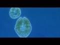 The Ocean's Green Machine for Life on Earth
