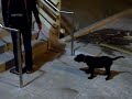 Asha climbing stairs
