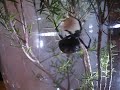 Redback Spider Spinning Egg Sac #1