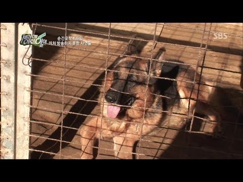 개보지 - SBS 순간 포착 세상에 이런 일이 773회(Ep.773) 2013-12-26 (1) 이 겨울, 세상 어떤 연주가보다 따뜻한 연주로 세상을 밝히는 '조막손 연주가' 아저씨의 화려한 콘서트, (2) 전국방방곡곡 제작진을...