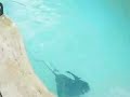 La Fiesta de los Monos en la Piscina